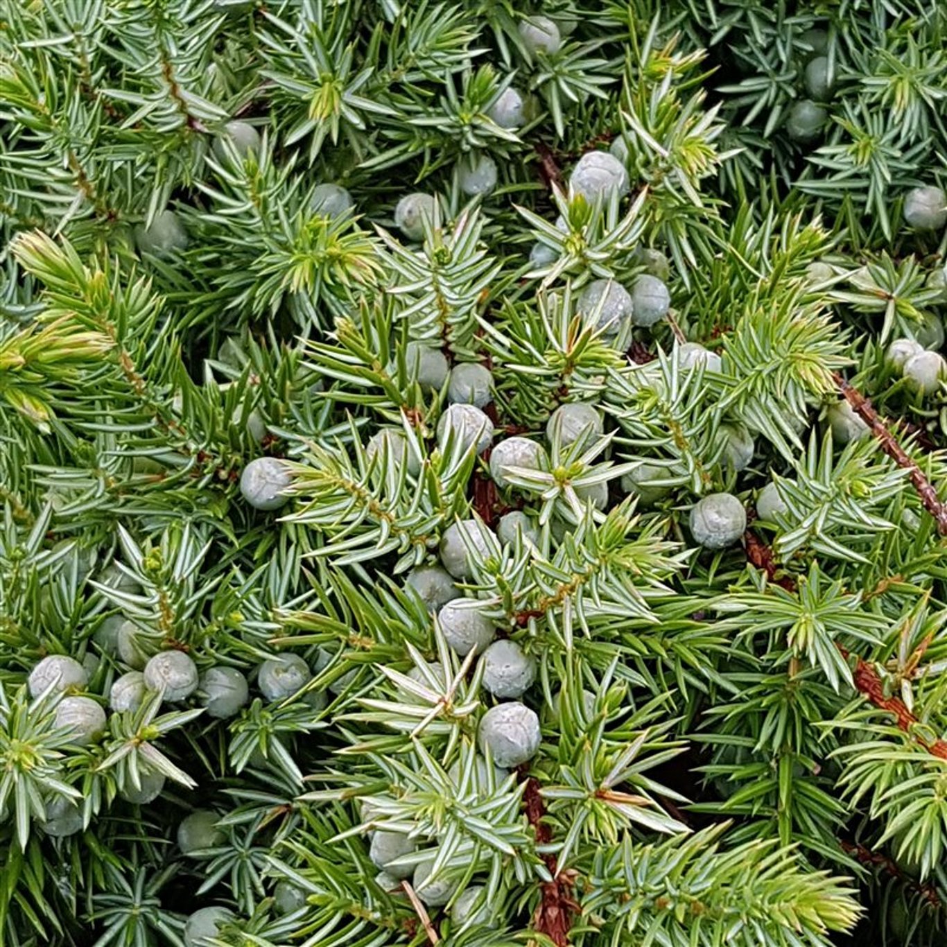 Juniperus conferta 'Schlager' - C5 40-50 CM